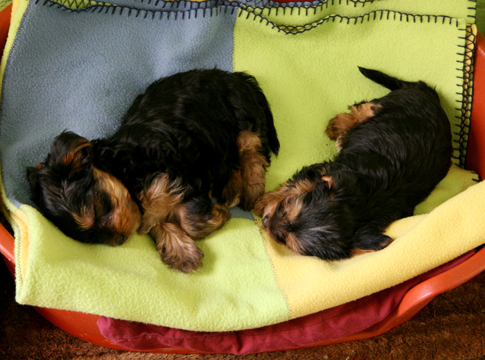 会员服务中心的ddos工具下载